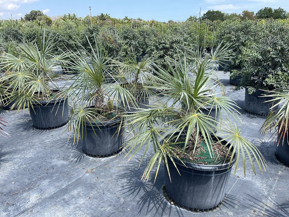 coccothrinax-argentata-florida-silver-palm
