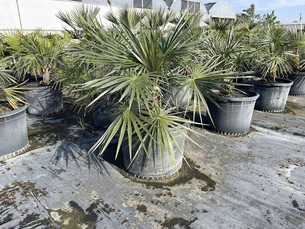 coccothrinax-argentata-florida-silver-palm