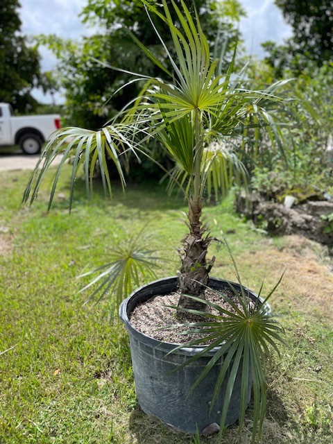 coccothrinax-argentata-florida-silver-palm
