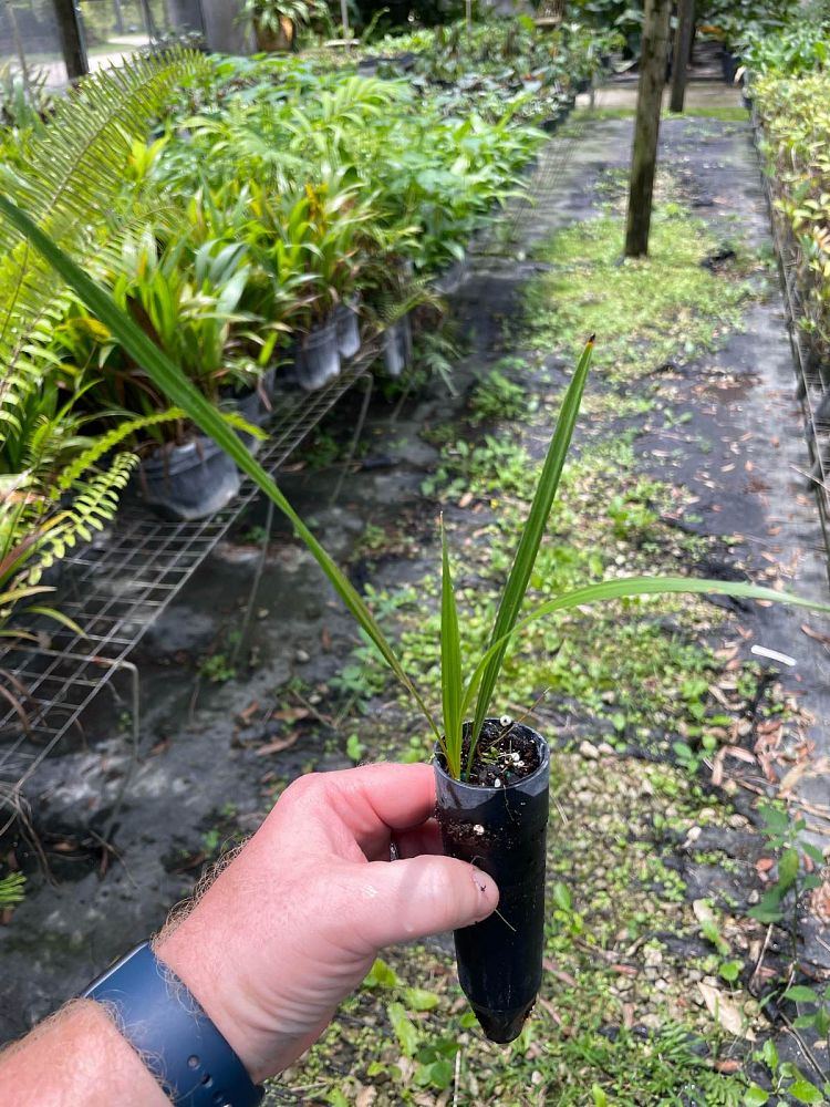 coccothrinax-argentata-florida-silver-palm