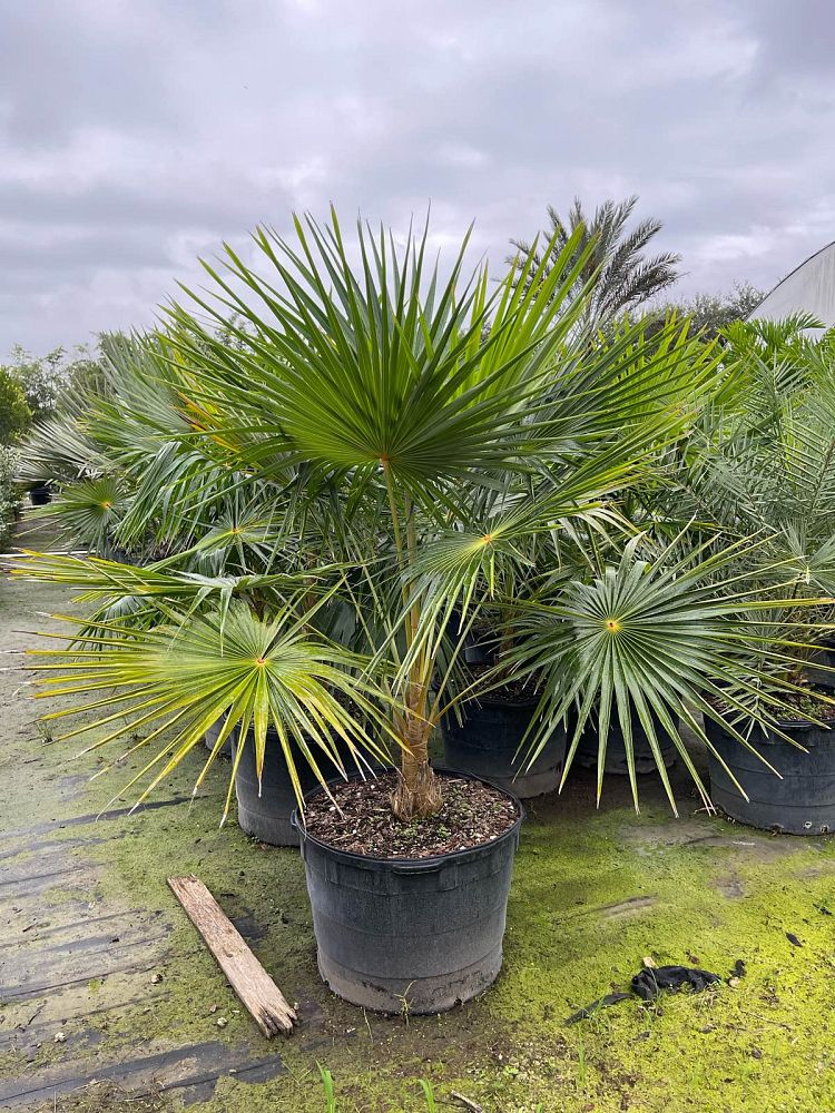 coccothrinax-argentata-florida-silver-palm