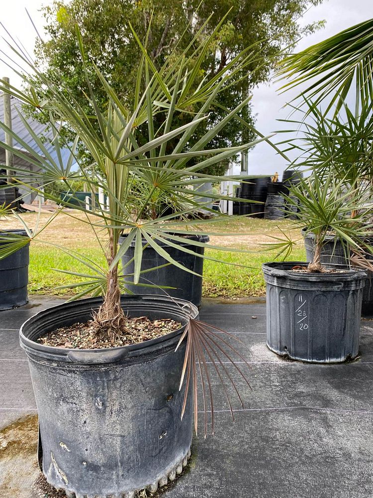 coccothrinax-argentata-florida-silver-palm