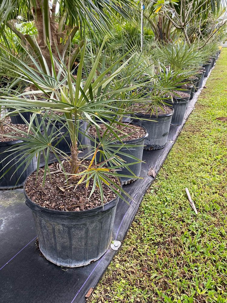 coccothrinax-argentata-florida-silver-palm