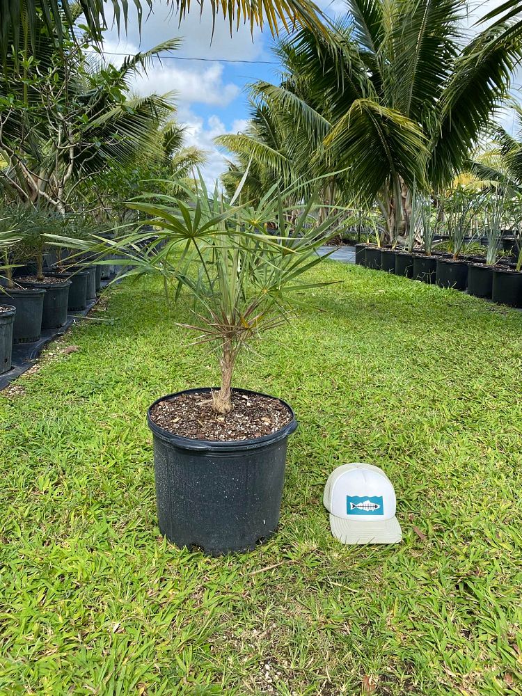 coccothrinax-argentata-florida-silver-palm