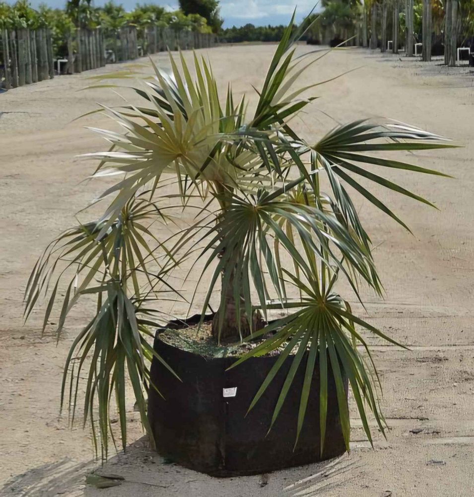 coccothrinax-argentata-florida-silver-palm