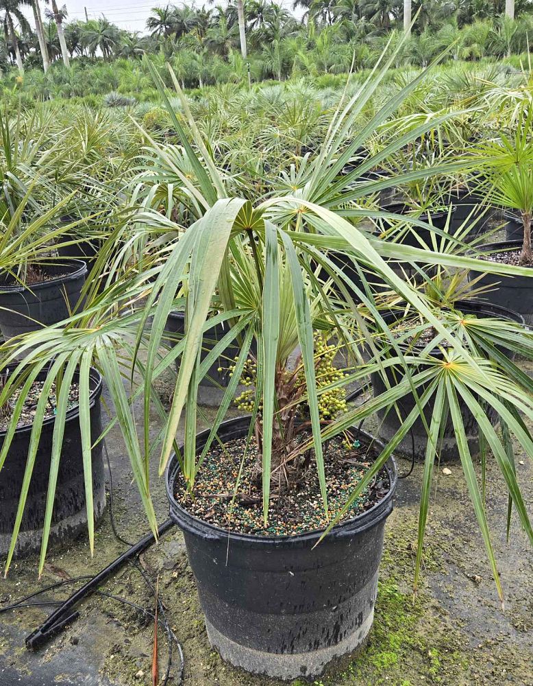 coccothrinax-argentata-florida-silver-palm