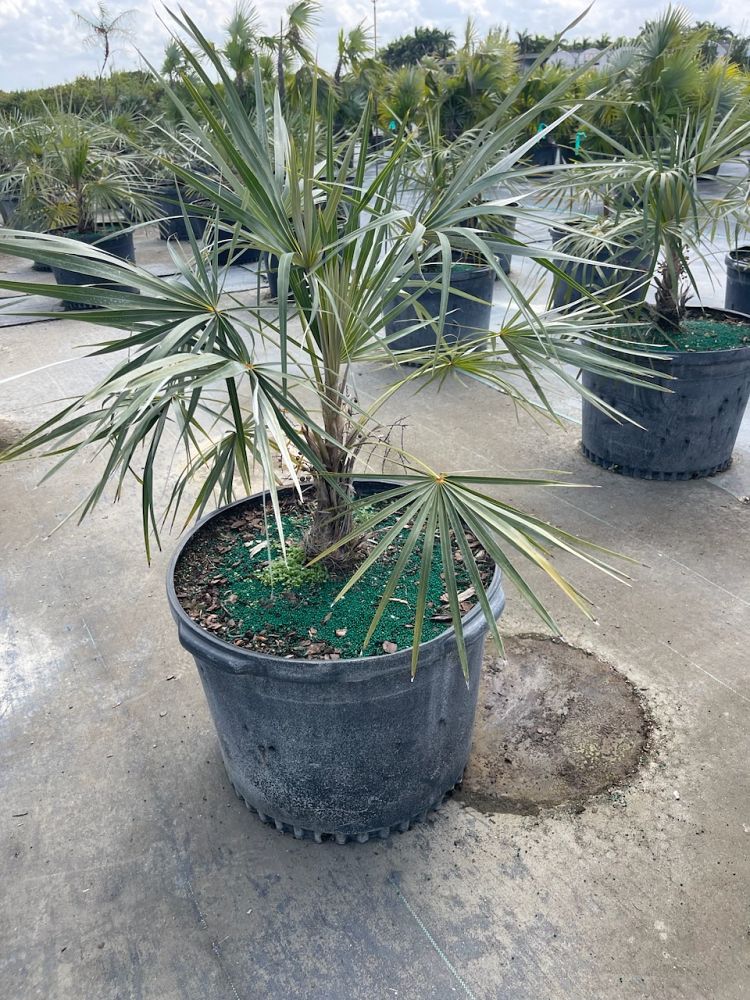 coccothrinax-argentata-florida-silver-palm