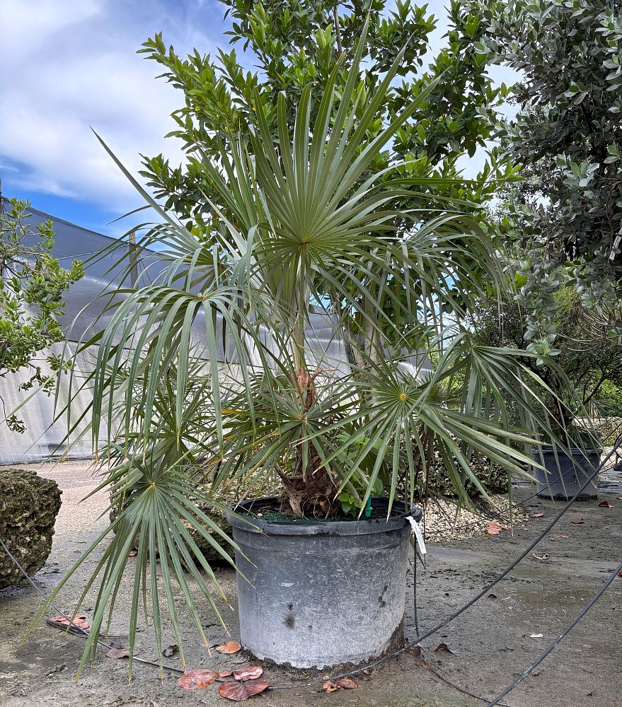 coccothrinax-argentata-florida-silver-palm