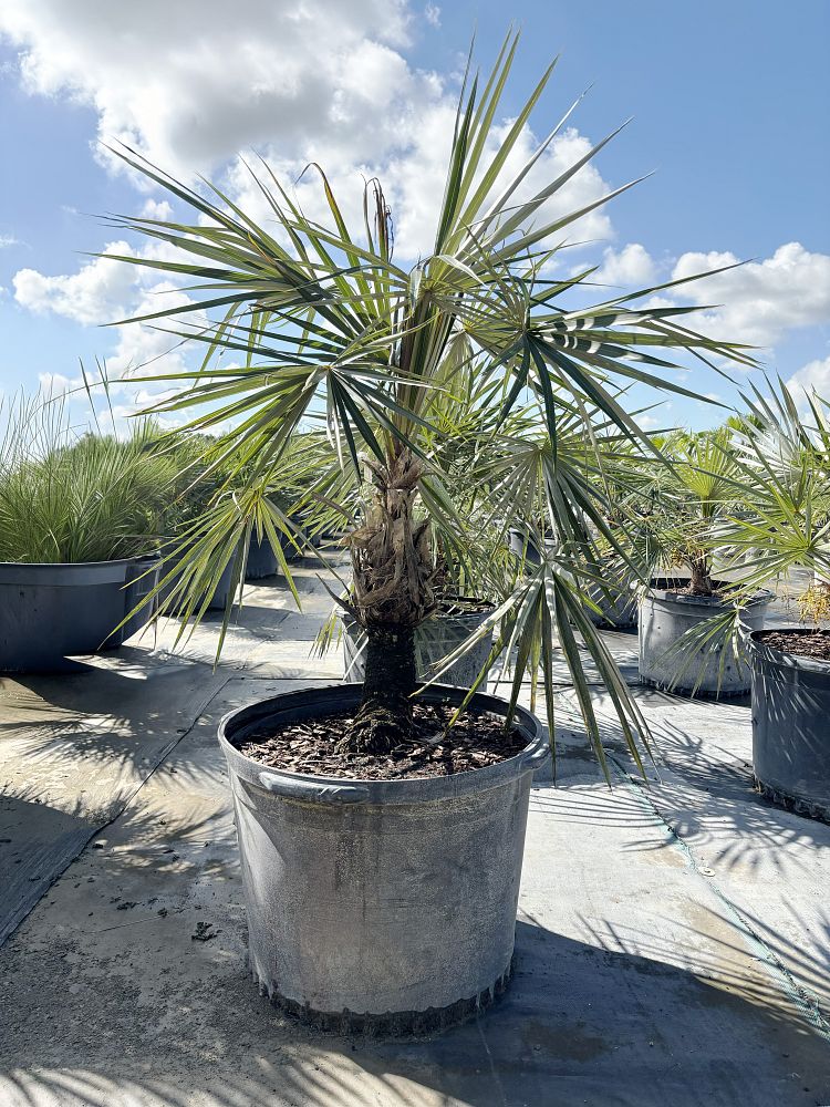 coccothrinax-argentata-florida-silver-palm