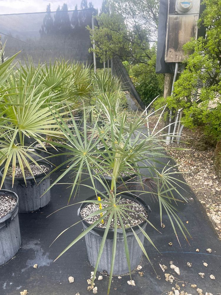 coccothrinax-argentata-florida-silver-palm