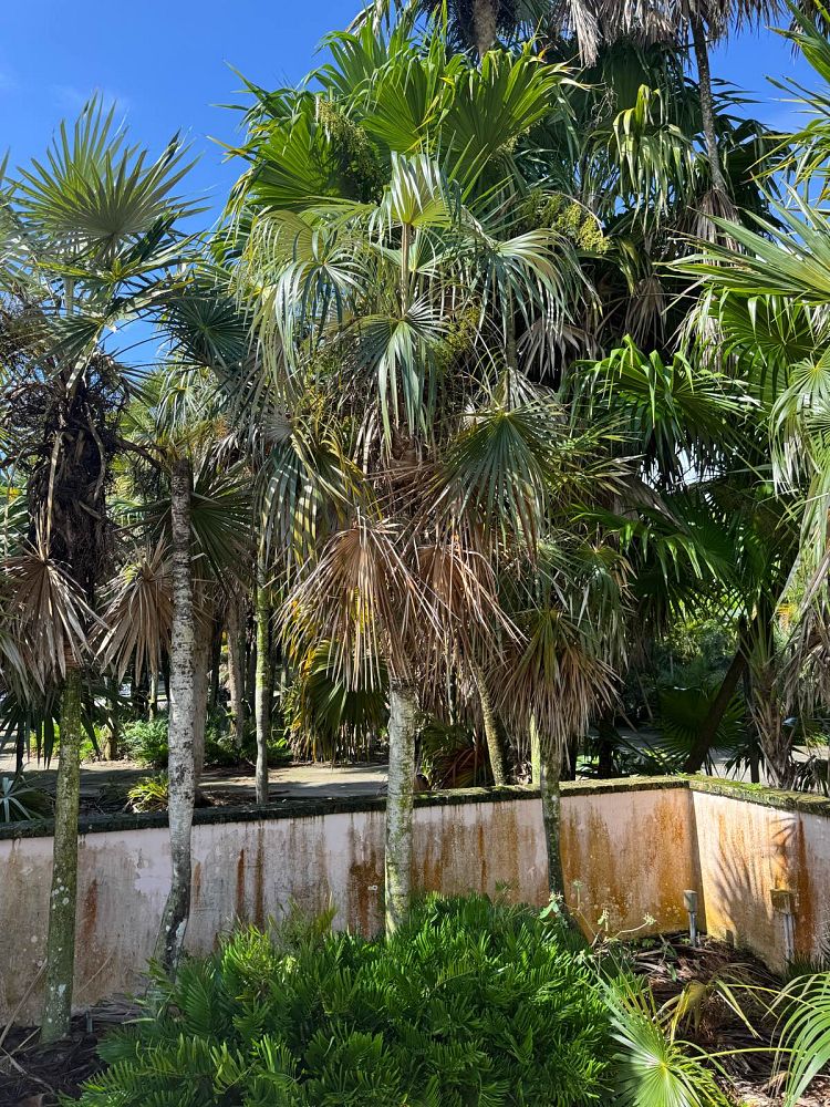 coccothrinax-argentata-florida-silver-palm