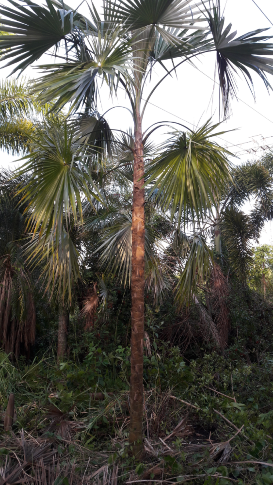 coccothrinax-argentea-hispaniola-silver-thatch-palm