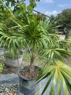 coccothrinax-argentea-hispaniola-silver-thatch-palm