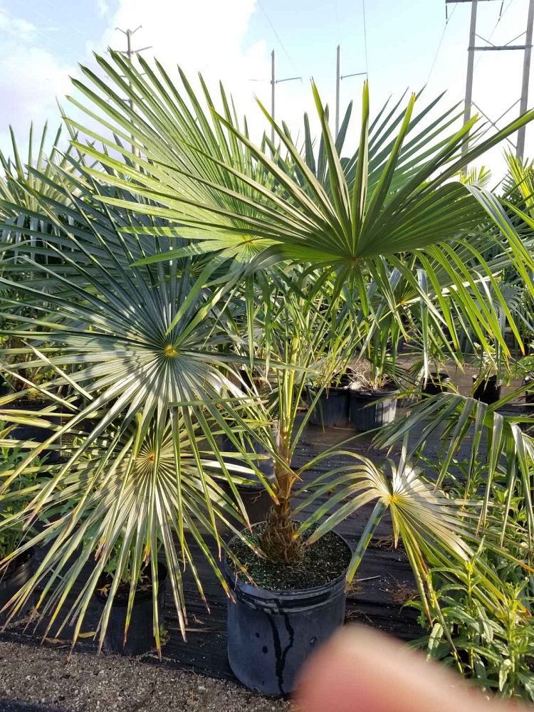 coccothrinax-barbadensis