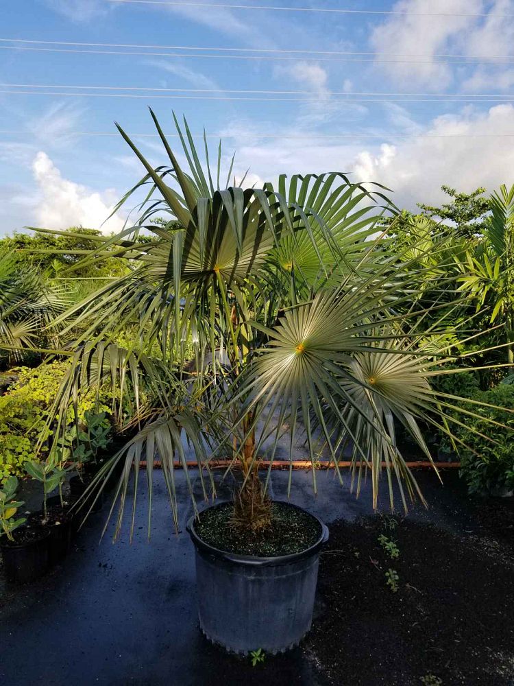 coccothrinax-barbadensis