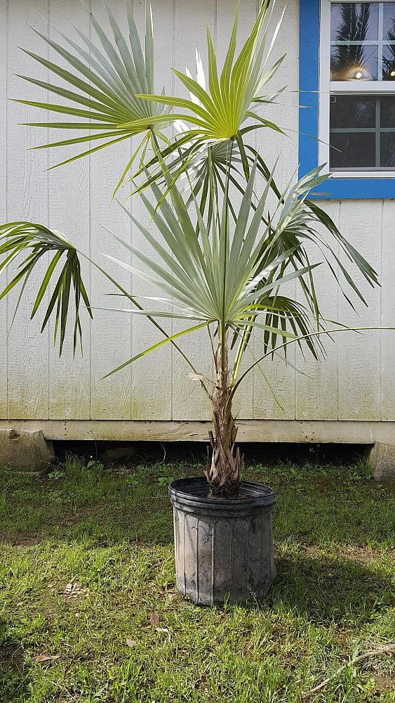 coccothrinax-barbadensis