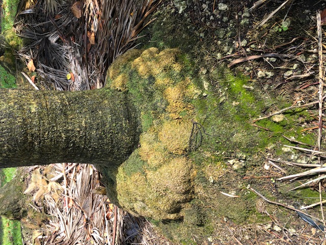 coccothrinax-barbadensis
