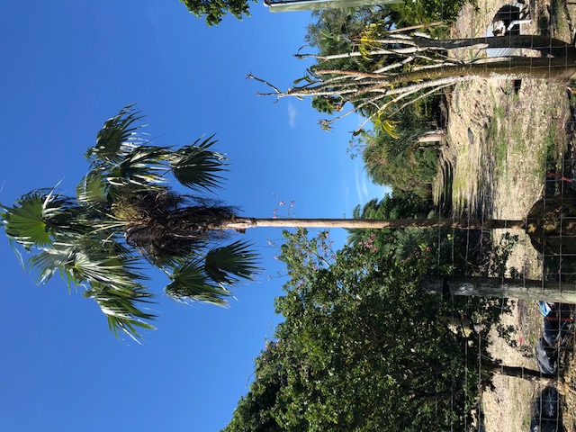 coccothrinax-barbadensis