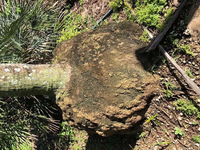 coccothrinax-barbadensis