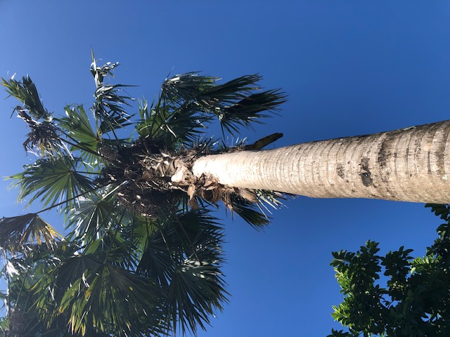 coccothrinax-barbadensis