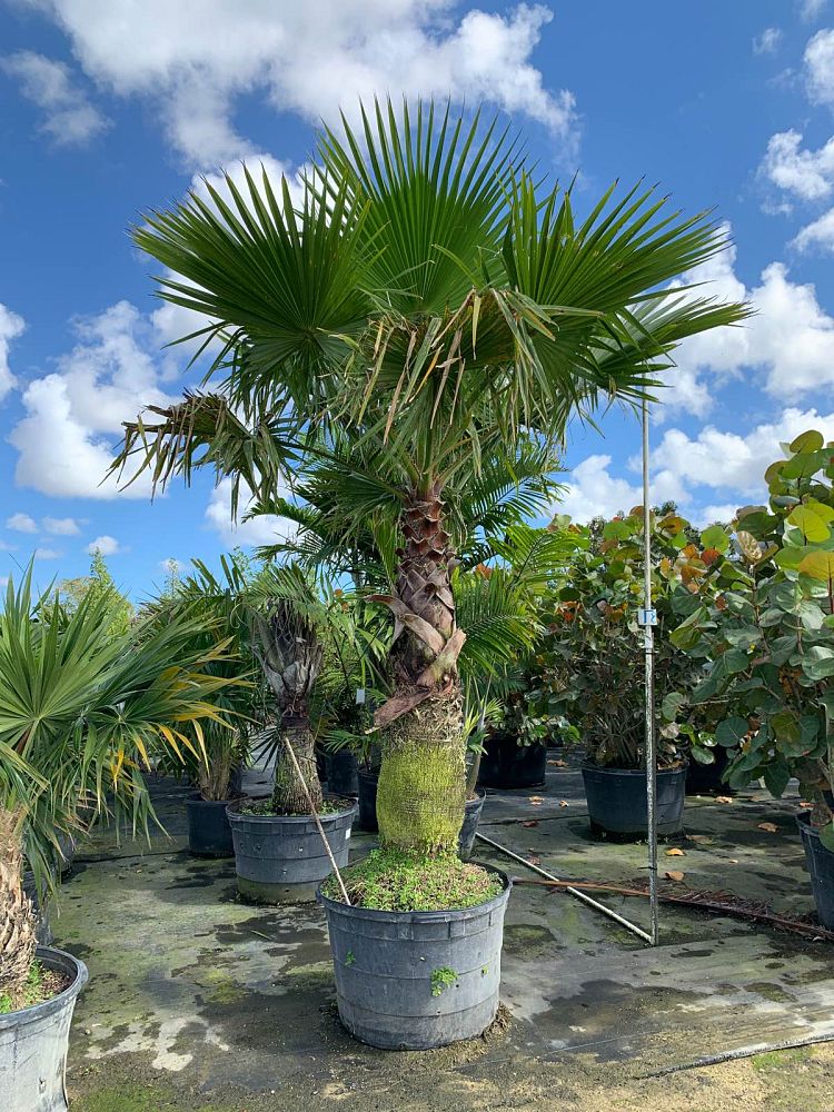 coccothrinax-barbadensis