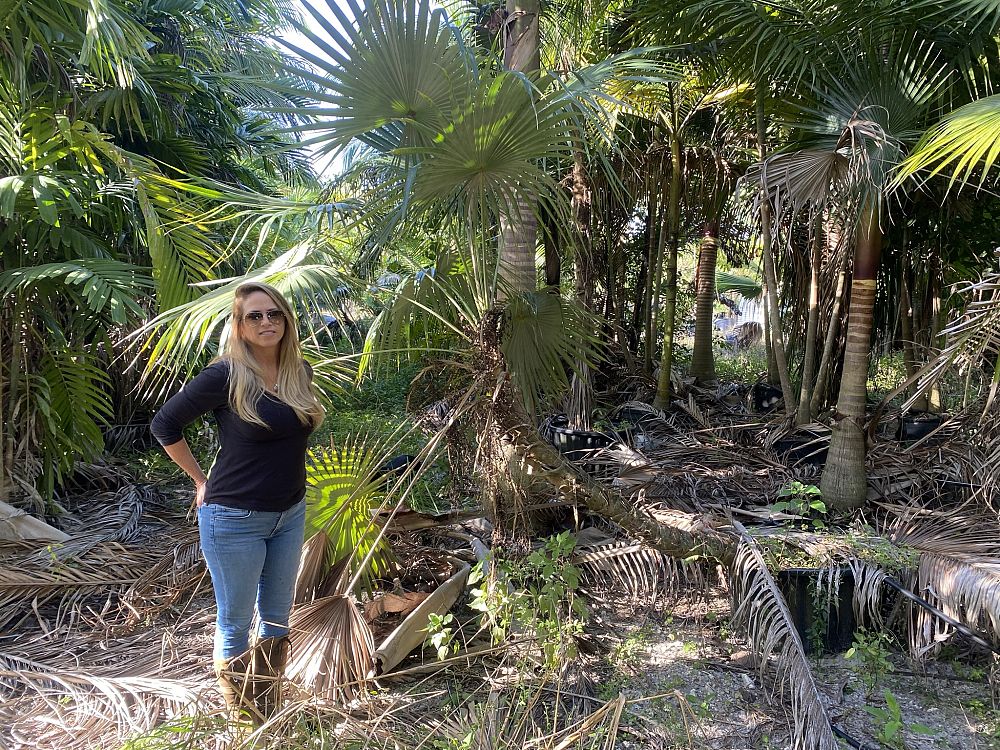 coccothrinax-barbadensis