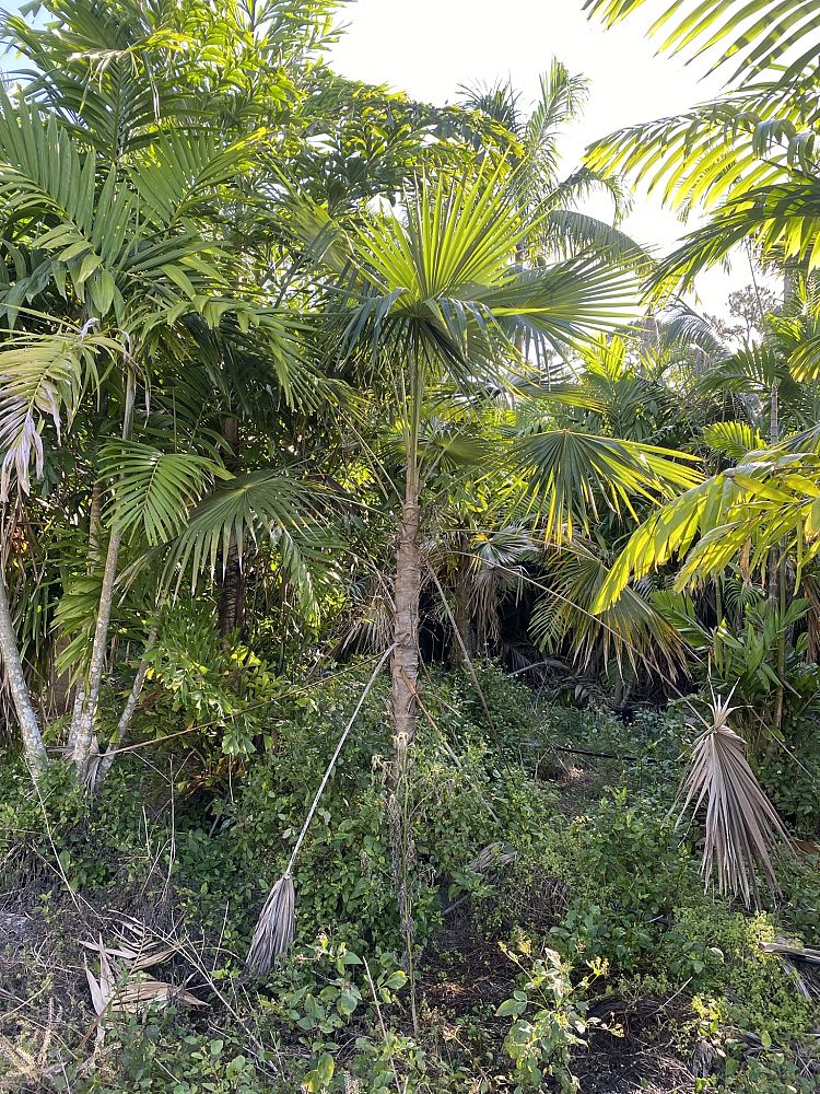 coccothrinax-barbadensis