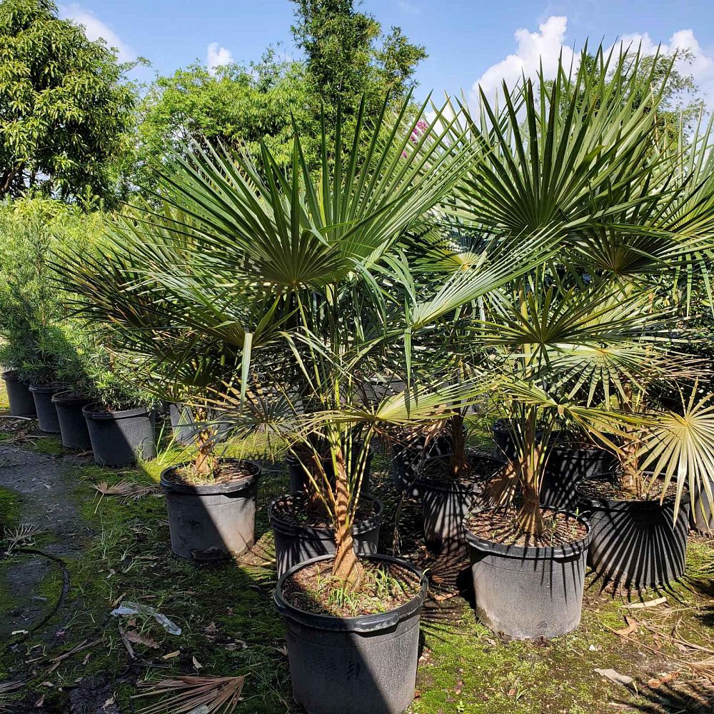 coccothrinax-barbadensis