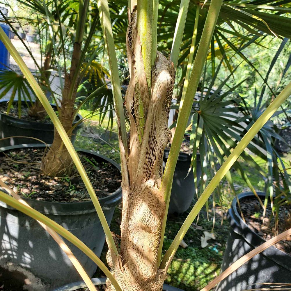 coccothrinax-barbadensis