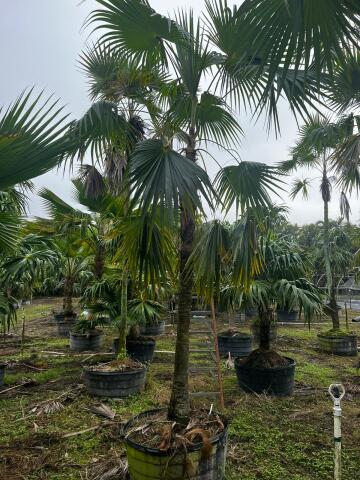 coccothrinax-barbadensis