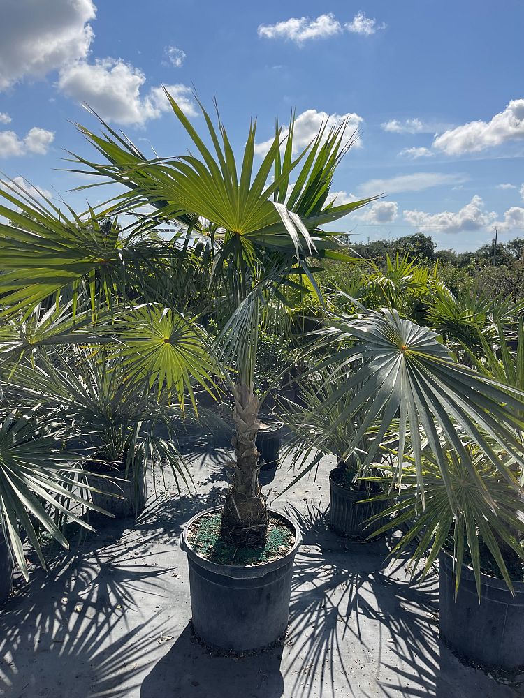 coccothrinax-barbadensis