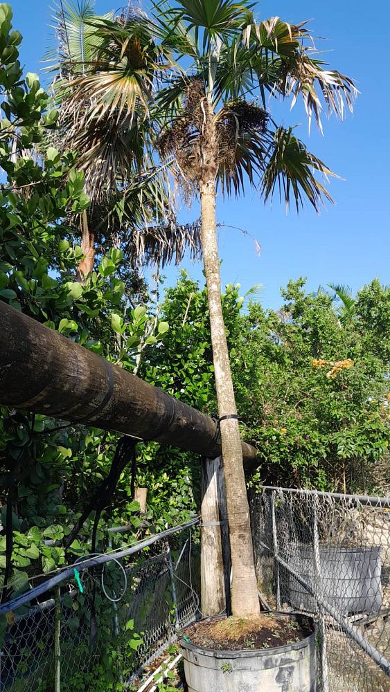coccothrinax-barbadensis