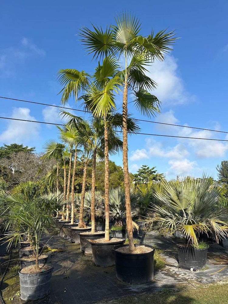 coccothrinax-barbadensis