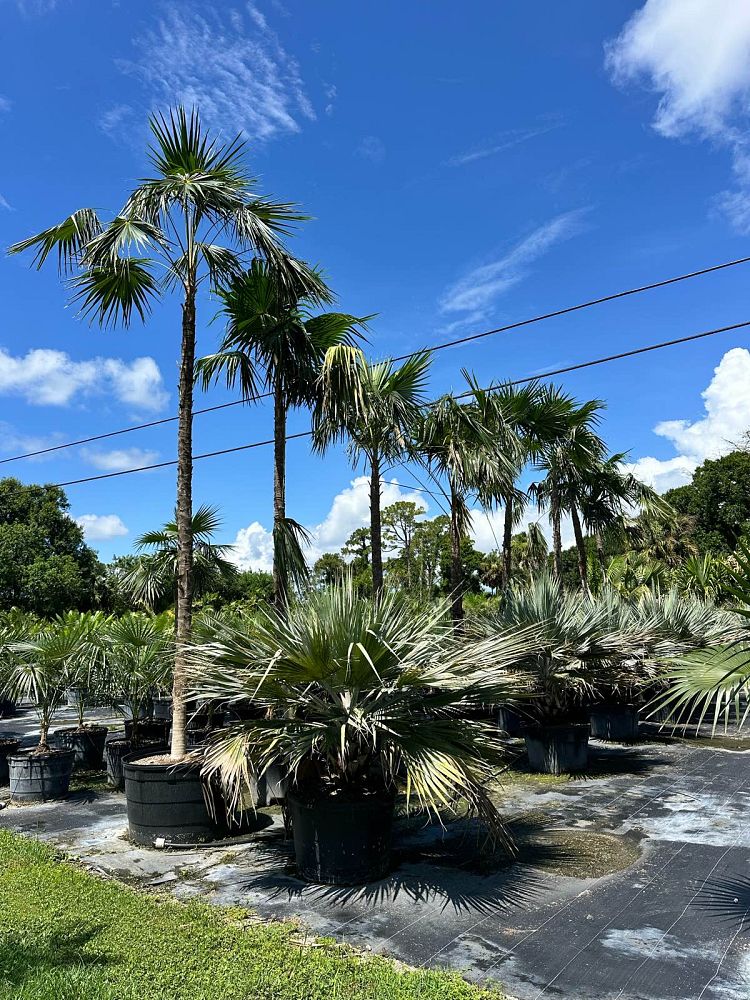 coccothrinax-barbadensis