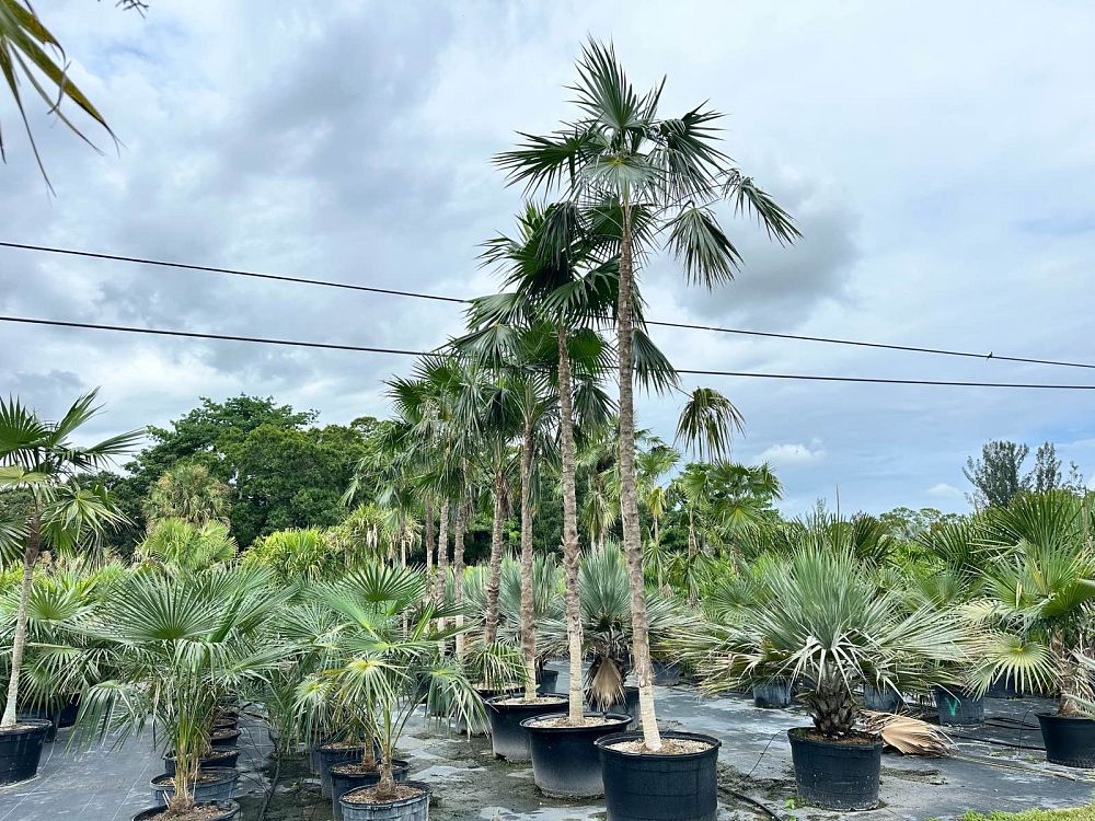coccothrinax-barbadensis