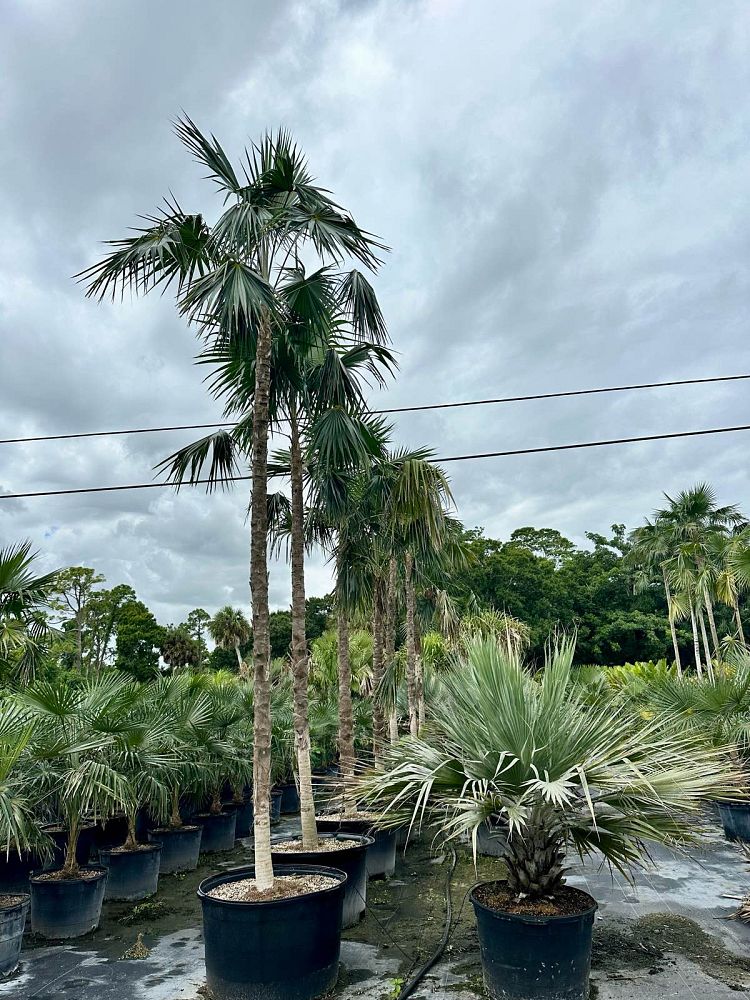 coccothrinax-barbadensis