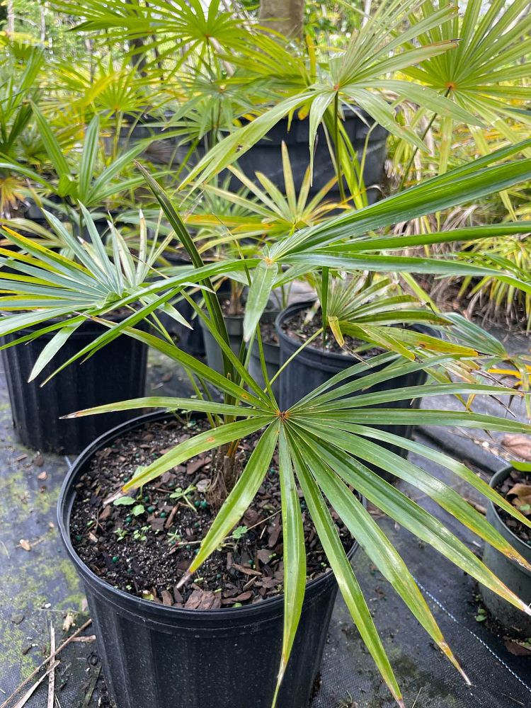 coccothrinax-barbadensis