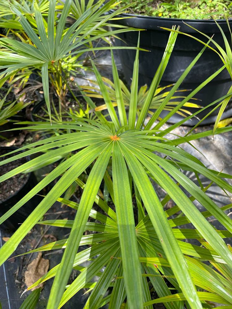 coccothrinax-barbadensis
