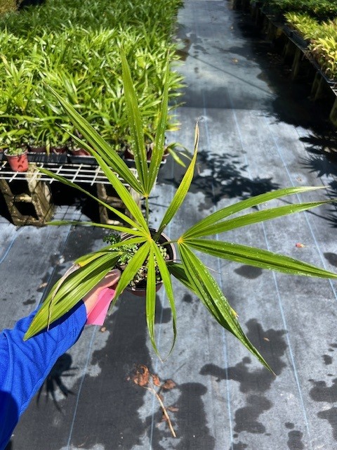 coccothrinax-barbadensis