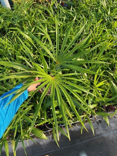 coccothrinax-barbadensis
