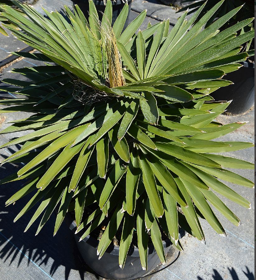 coccothrinax-borhidiana