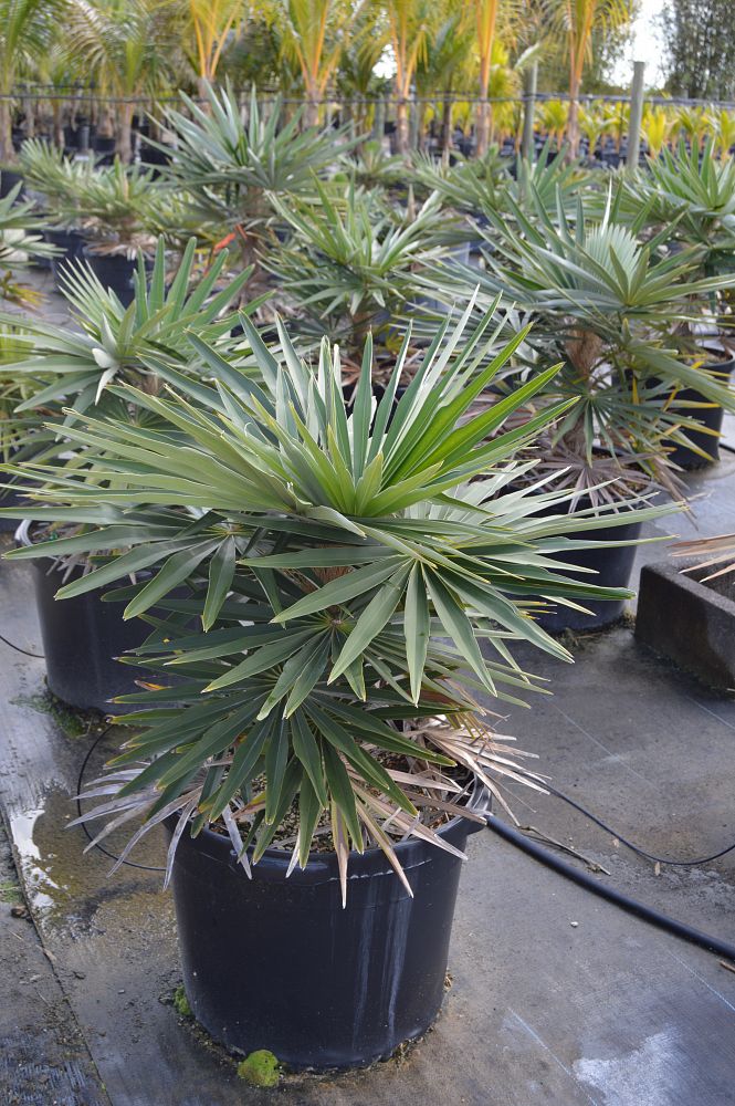 coccothrinax-borhidiana
