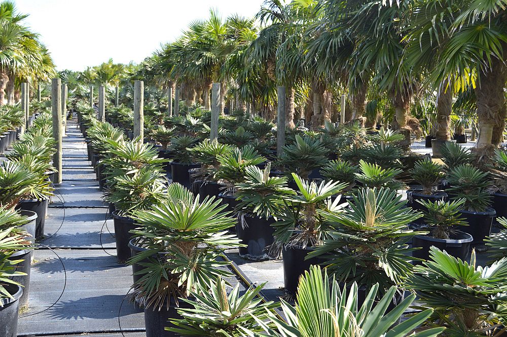 coccothrinax-borhidiana