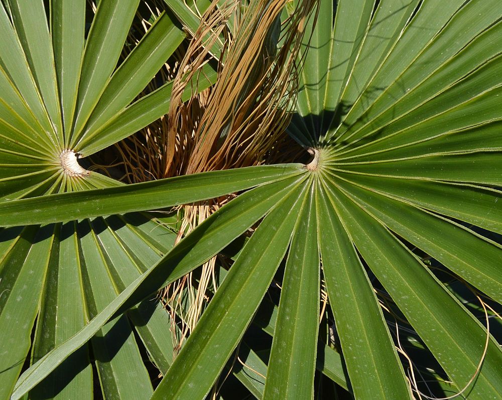 coccothrinax-borhidiana