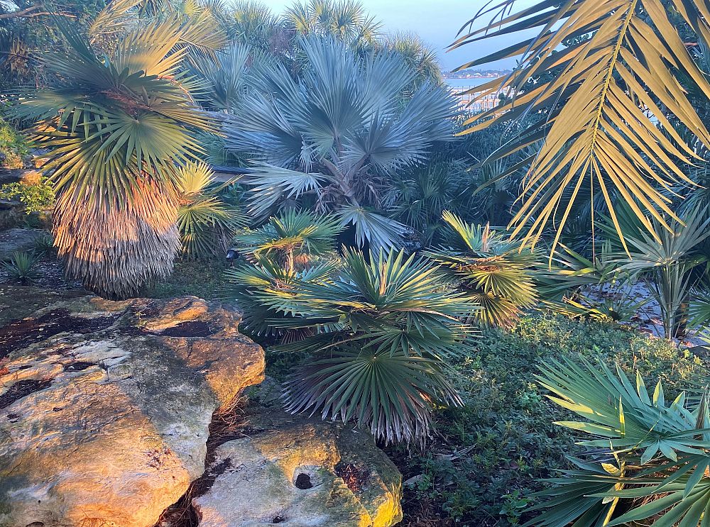 coccothrinax-borhidiana