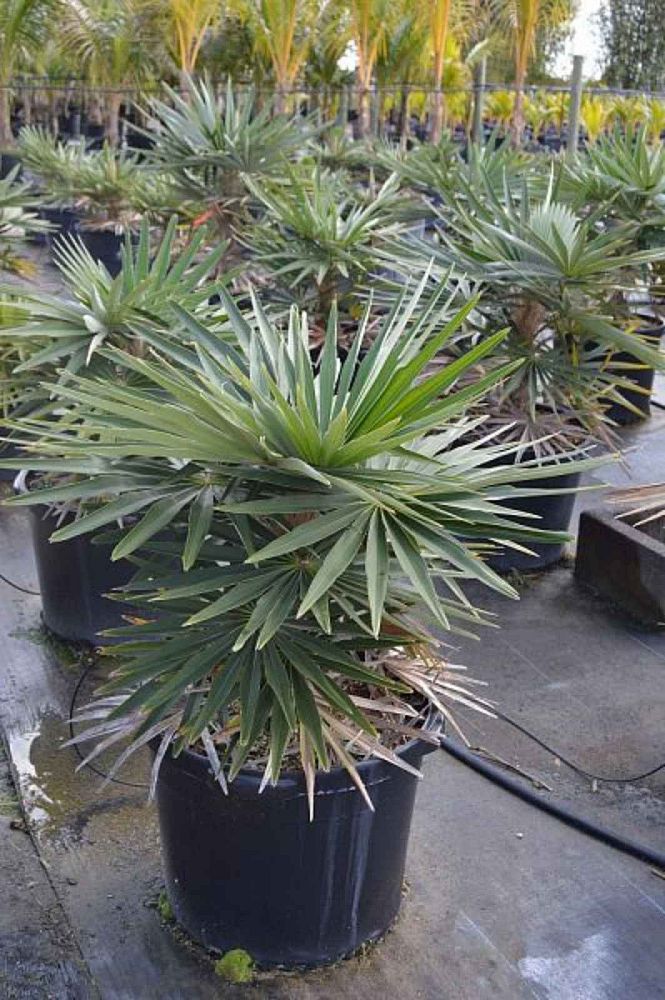 coccothrinax-borhidiana