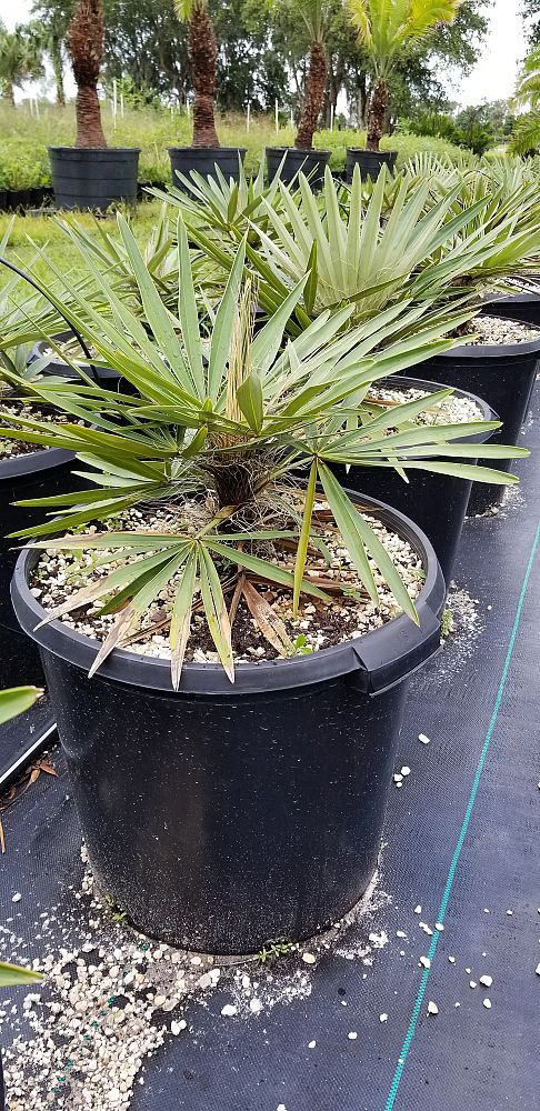 coccothrinax-borhidiana