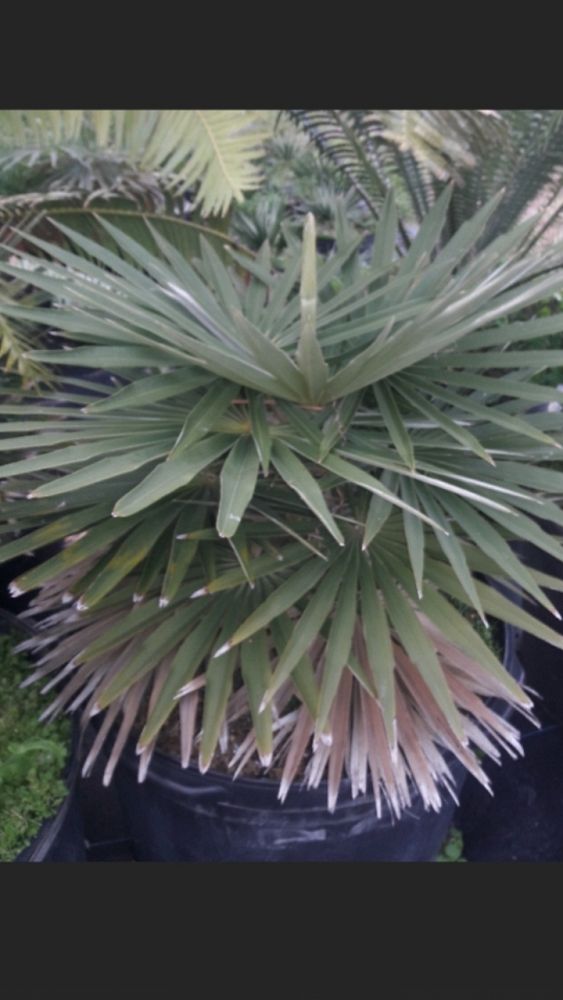 coccothrinax-borhidiana