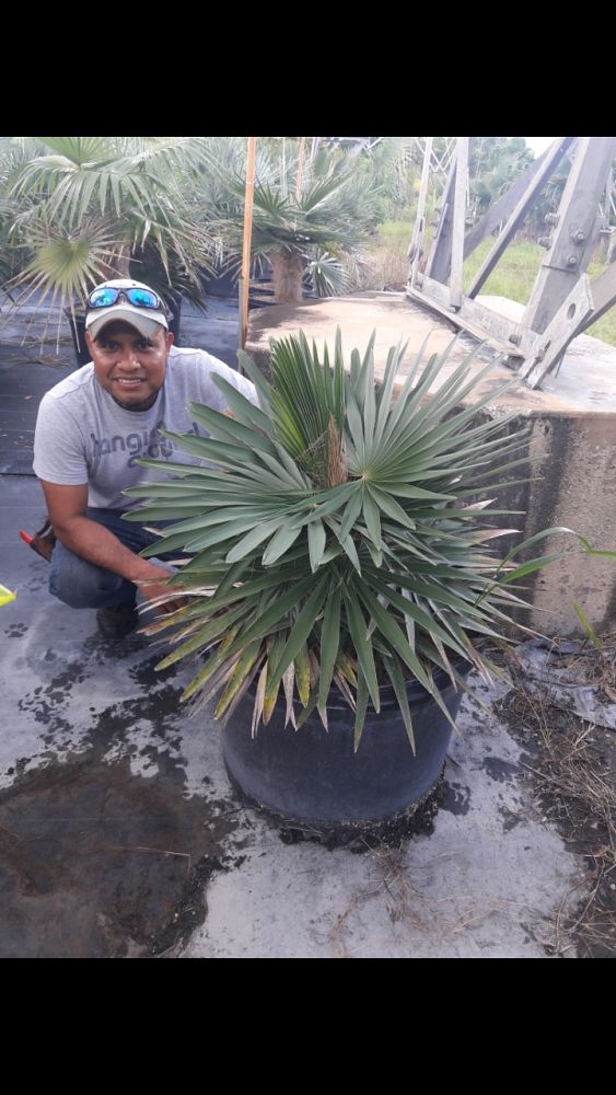coccothrinax-borhidiana