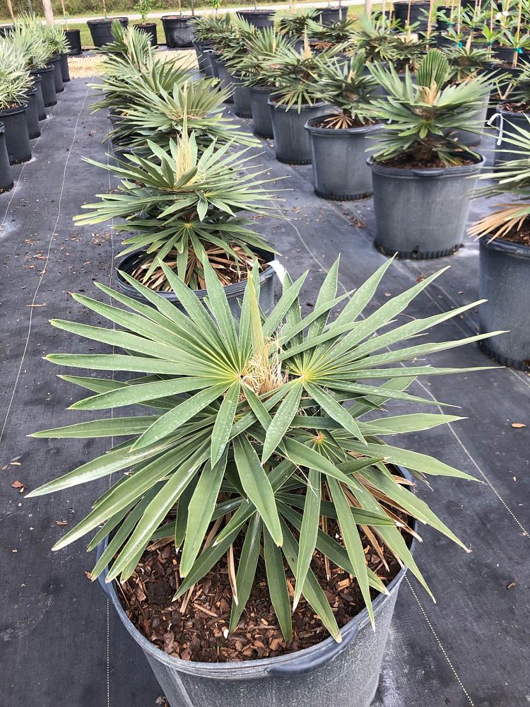 coccothrinax-borhidiana